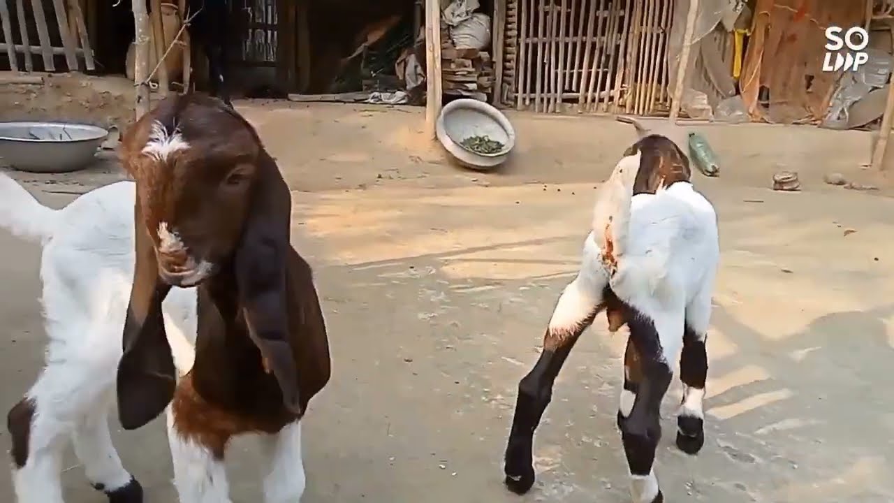 ১০০% তোতাপুরি ছাগলের বাচ্চা #youtubeshorts #vairalvideo #goat #farming 