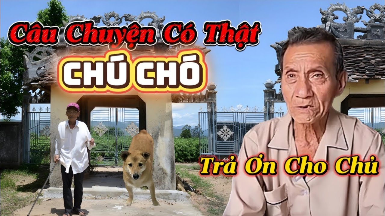 Câu chuyện Có Thật Chú Chó Trả Ơn Cho Chủ...