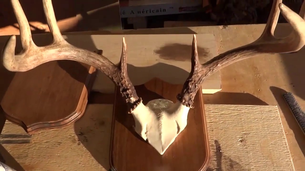 🍀 Kako napraviti Nosač za Jelenske Rogove!? How to make a rack for deer antlers.!?