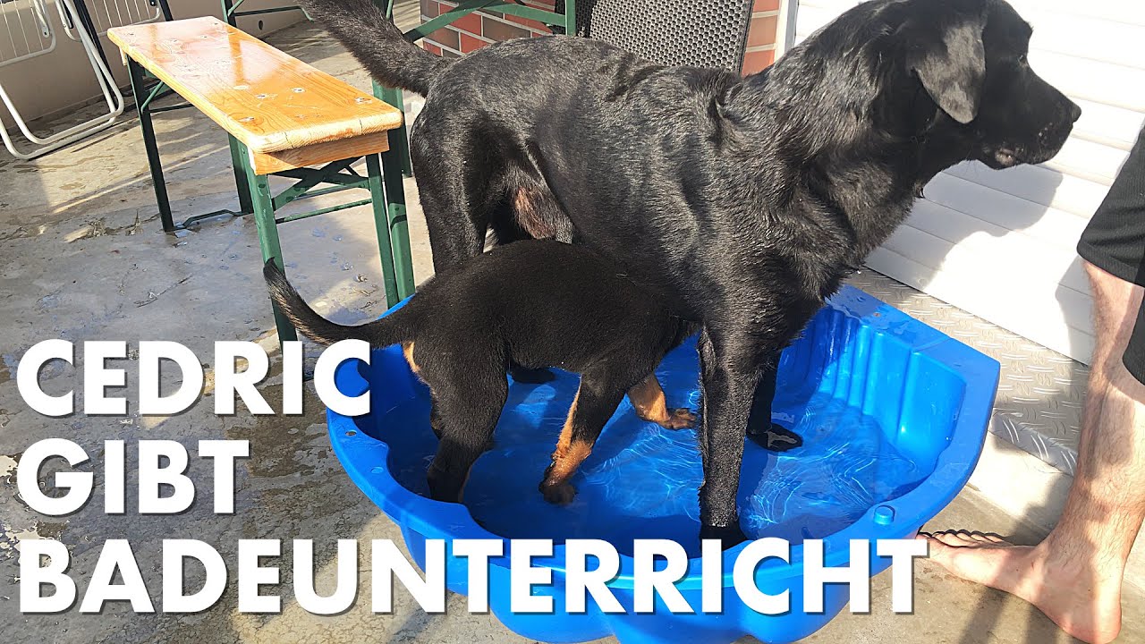 Cedric der Labrador - 173 | Cedric gibt Badeunterricht