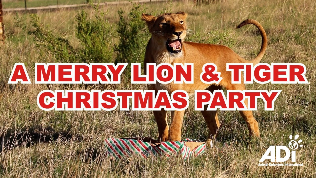 A MERRY LION & TIGER CHRISTMAS PARTY