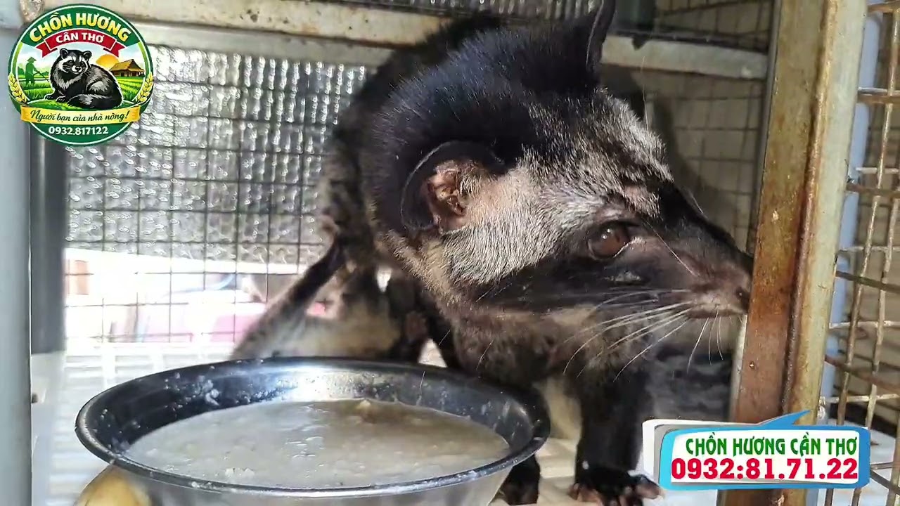 Chồn mẹ đang nuôi con nên cho ăn những gì? | Nuôi chồn hương | Chồn hương Cần Thơ | Chuyện nhà nông