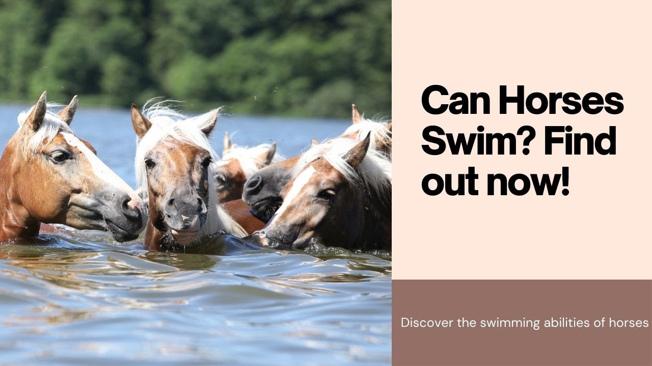 Can Horses Swim?