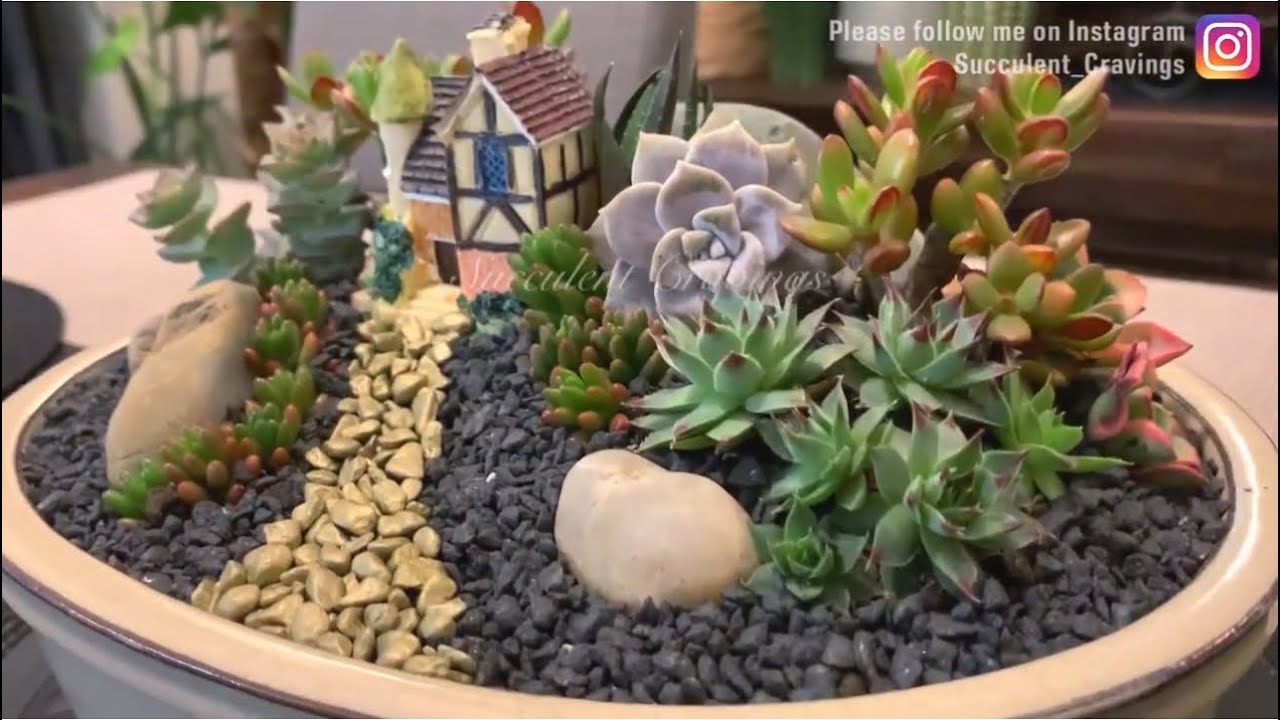 Scenic Succulent Arrangement in Bonsai Pot