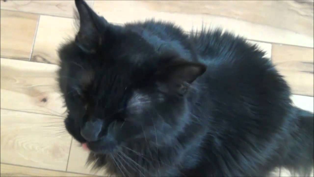 Las travesuras del señor gato  Que susto