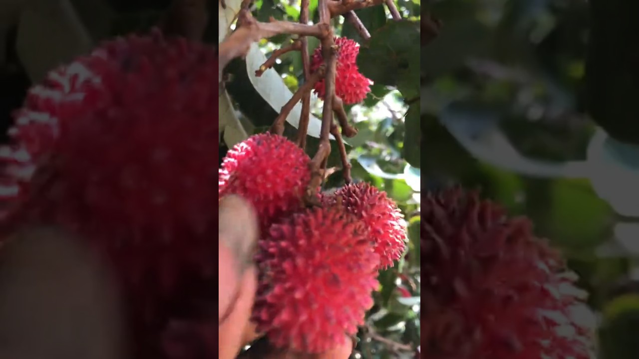 Felling a rambutan tree in the forest