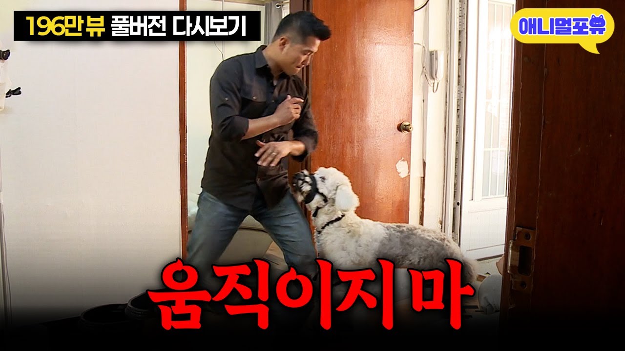[레전드 풀버전] ‘굉장히 예의가 없어요’ 강형욱도 당황한 직진 호러견ㅣKBS 개는 훌륭하다 200518 방송