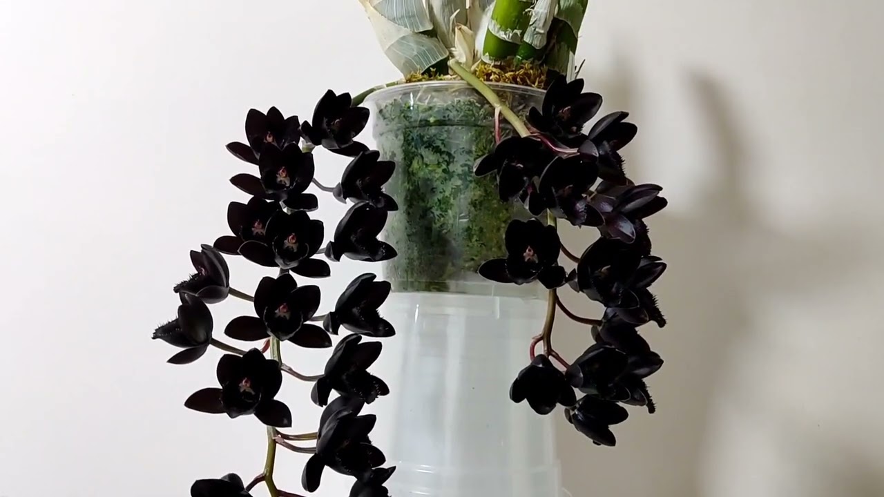 Fredclarkeara After Dark 'SVO Black Pearl' FCC/AOS, Rhynchostylis gigantea &lsquo;Cartoon&rsquo;