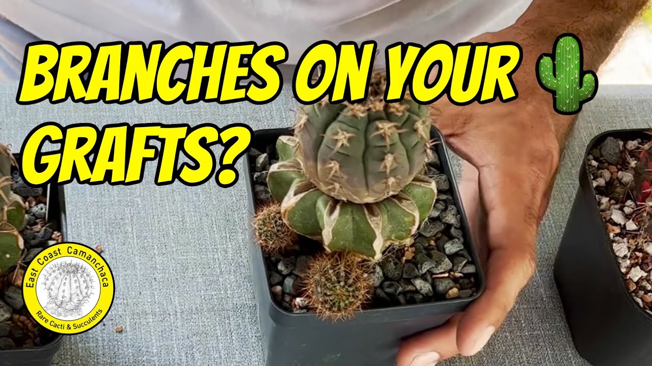 Do this if you have a cactus graft producing branches or 