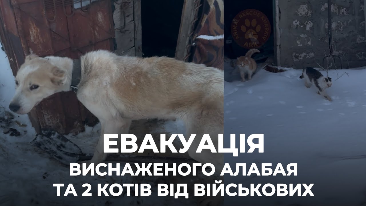ХАРКІВЩИНА | Виснаженого алабая Лізу, 2 котів військові знайшли у покинутій хаті в мороз на позиціях