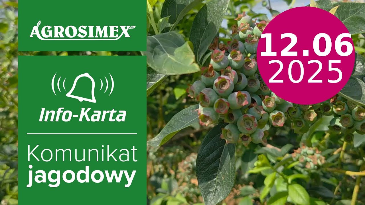 Zalecenia w uprawie borówki w trakcie wzrostu owoców | Komunikat jagodowy