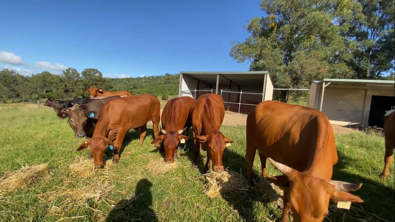 Small acreage cattle farming Australia.