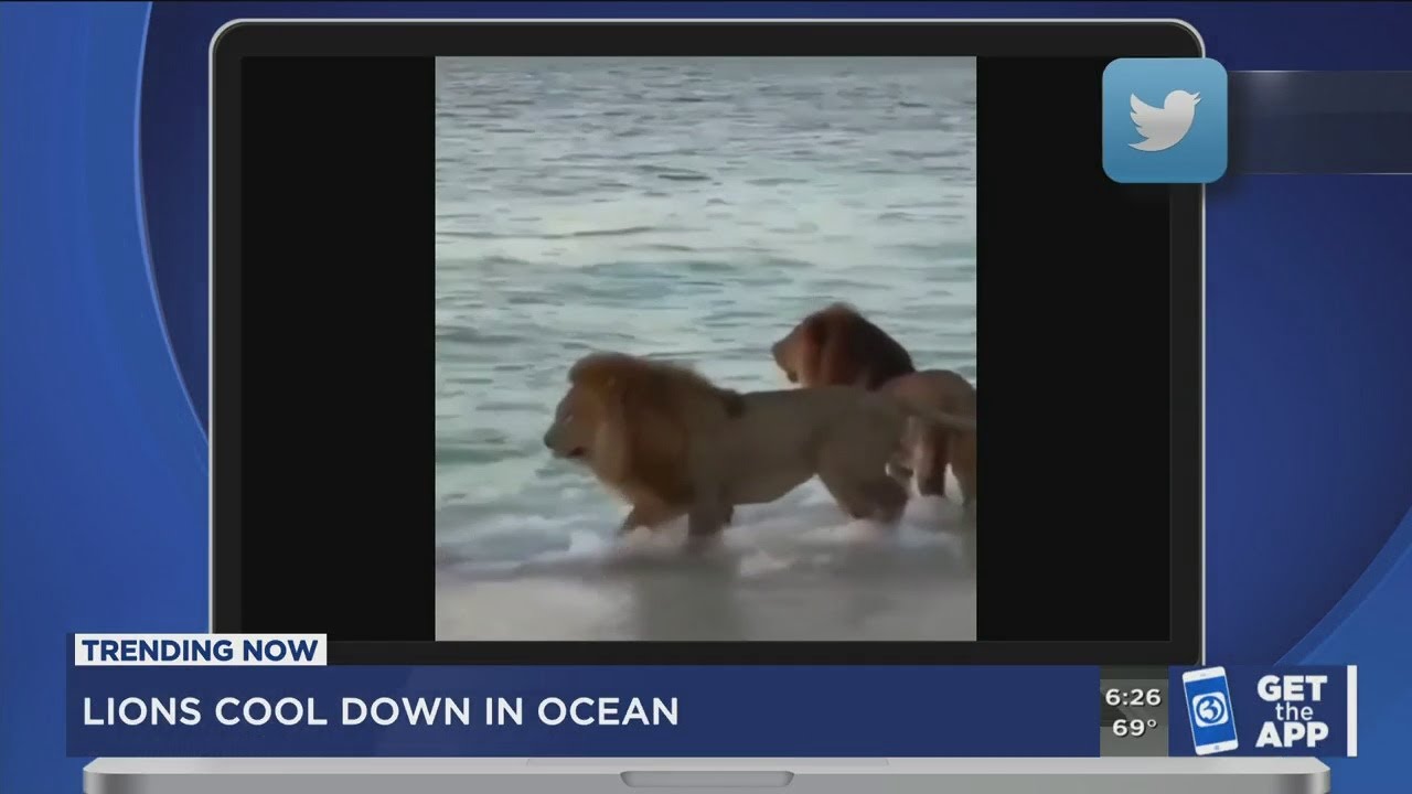 TRENDING NOW: Wave surfer, Trader Joe's marriage, ocean lions, Willy Wonka treasure hunt