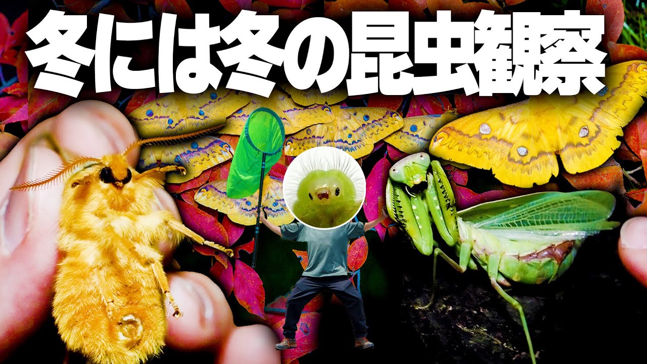 実は冬でもこんなに多くの昆虫を観察できる