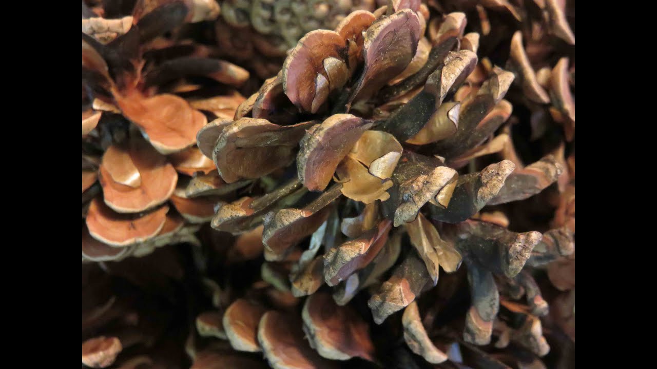 Tutorial How to Sterilize Pine Cones for Crafting