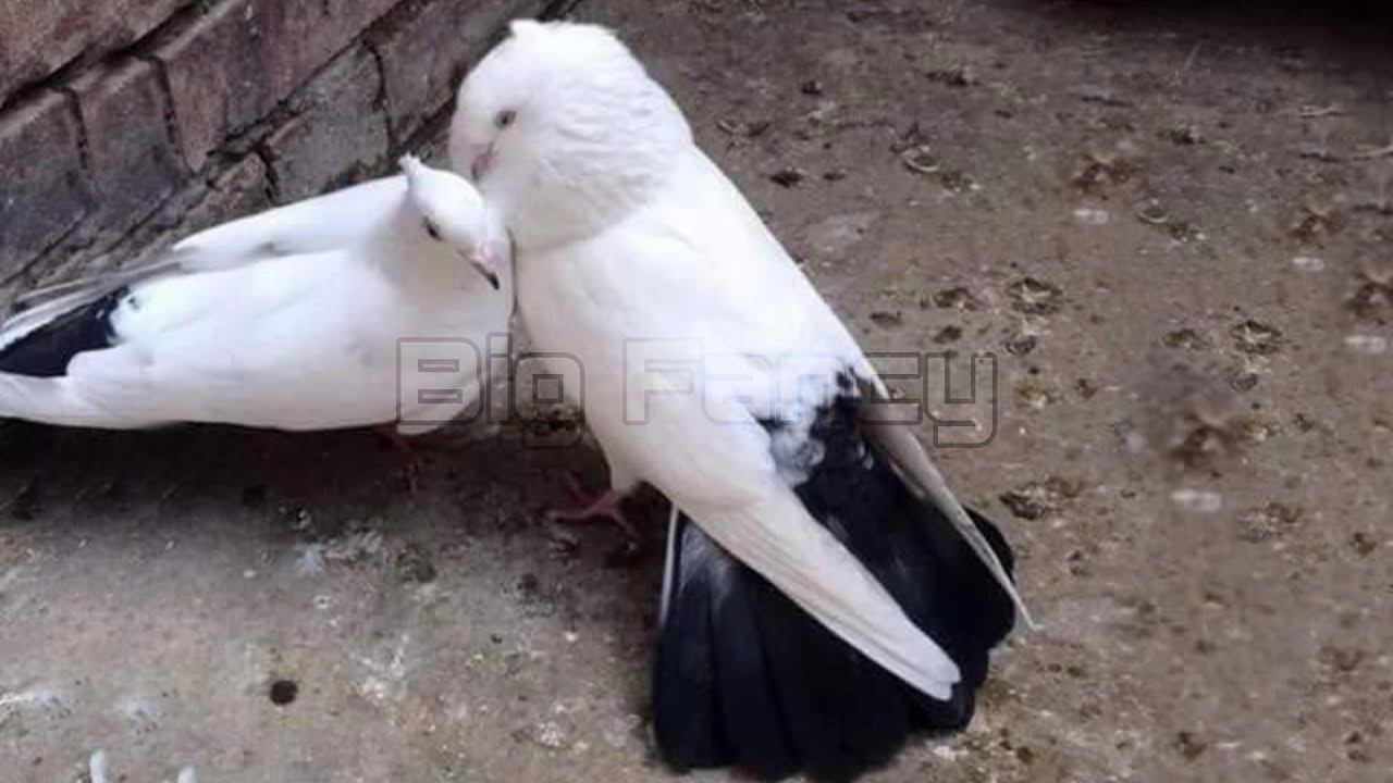 How to Breed Pigeons Faster - Pigeons pairs breeding in cage | Fancy pigeon breeds
