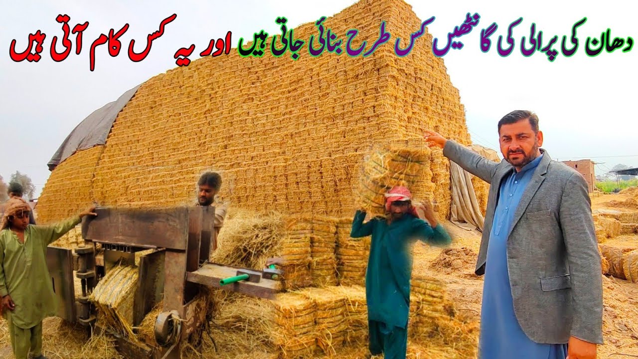 Parali ki Ganth Banany Wali Machine | Rice Straw in Pakistan