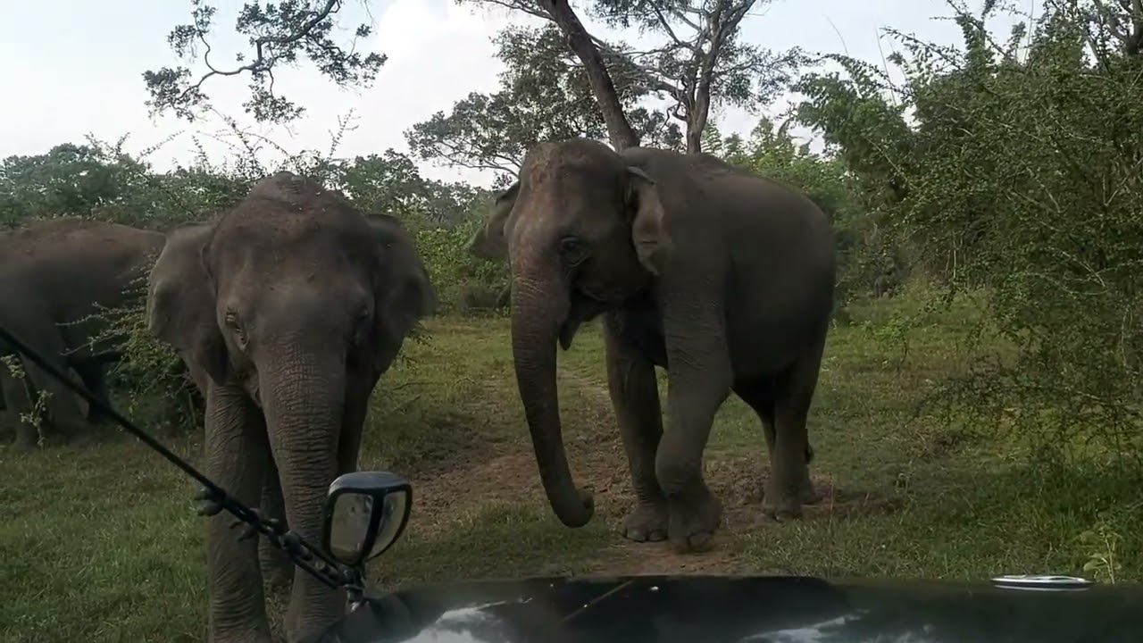#animalkingdom #lifeisbutadream#wildlife  #animalspecies 