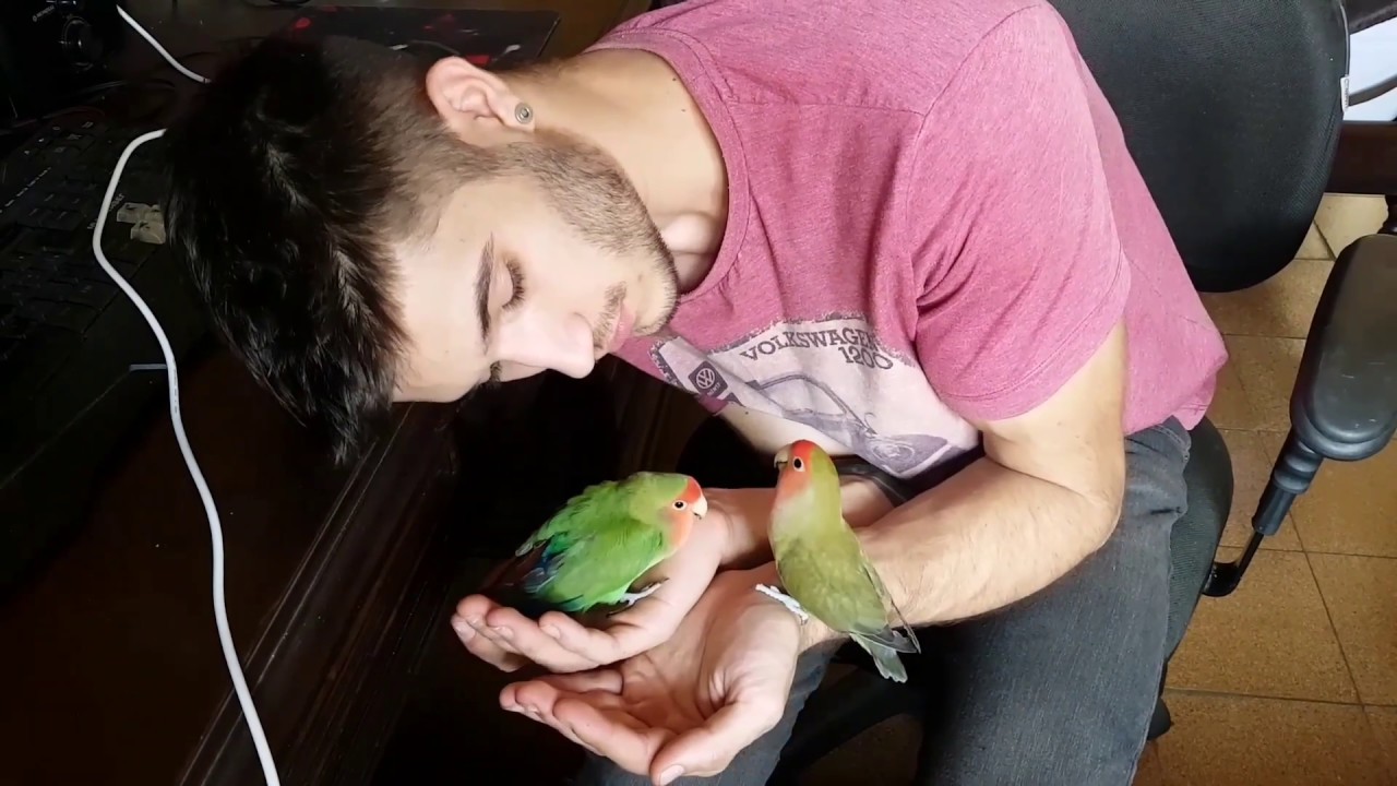 Agapornis com ovo preso novamente :( - Pets Na Net