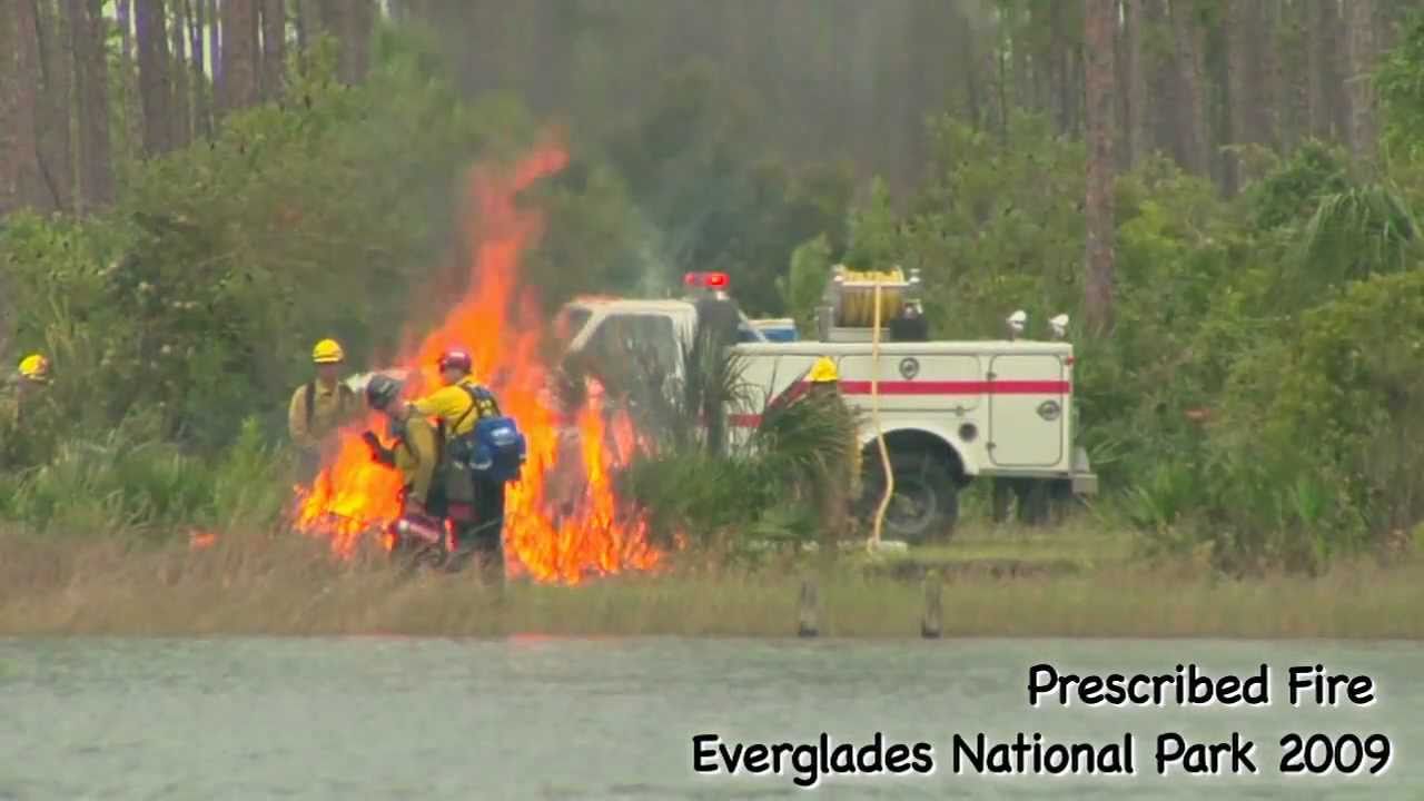 Pine Rocklands and Fire