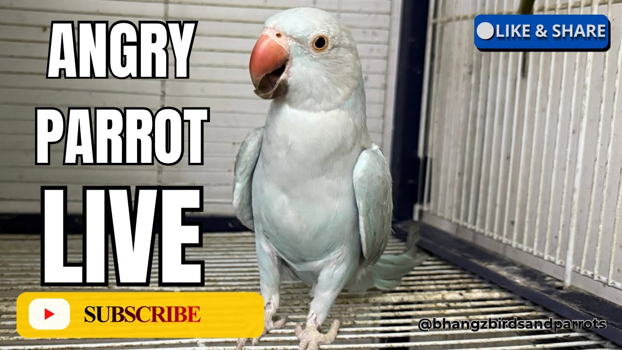 ANGRY PARROT LIVE
