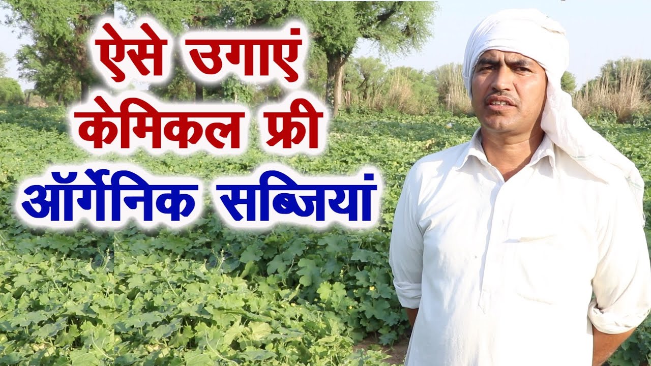 सब्जियों को बीमारियों और कीटों से ऐसे बचाएं, उगाए ऑर्गेनिक सब्जियां, No Pesticides only Organic