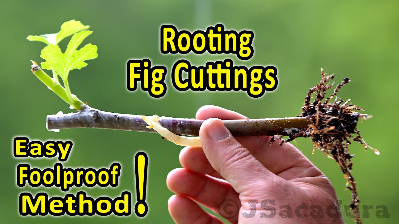 Rooting Fig Cuttings | A foolproof rooting method | Check the new 'No Shock' transplant method