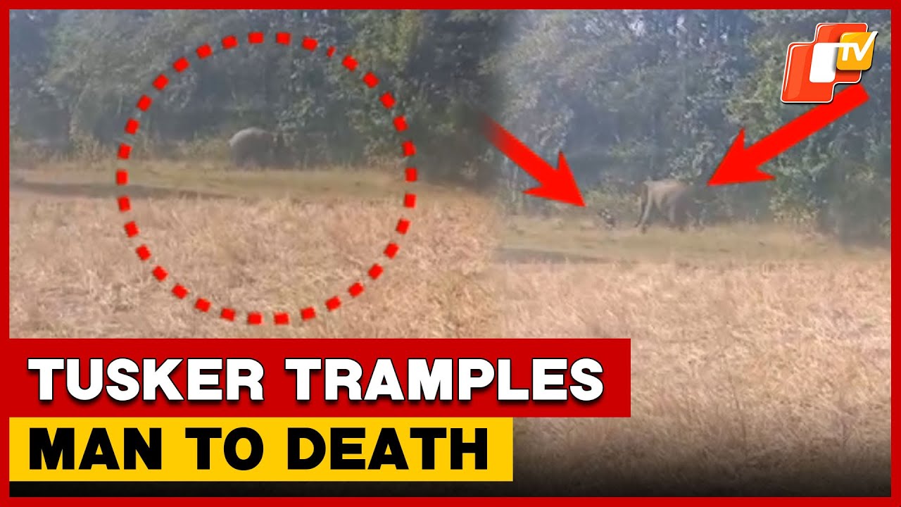 Man Trampled To Death By Elephant In Odisha Forest | OTV