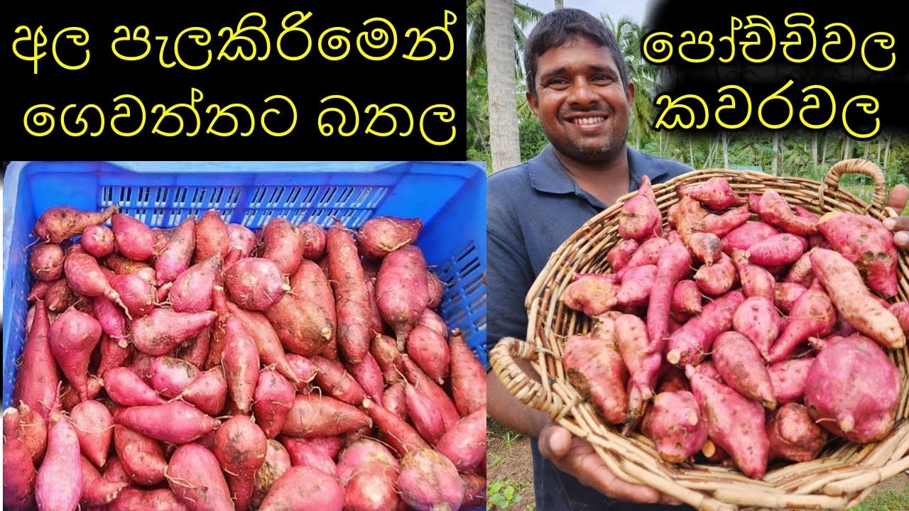 බතල වගාව බතල අල පැලකිරිමෙන් Sweet potato cultivation by planting sweet potato tubers  உருளைக்கிழங்கு