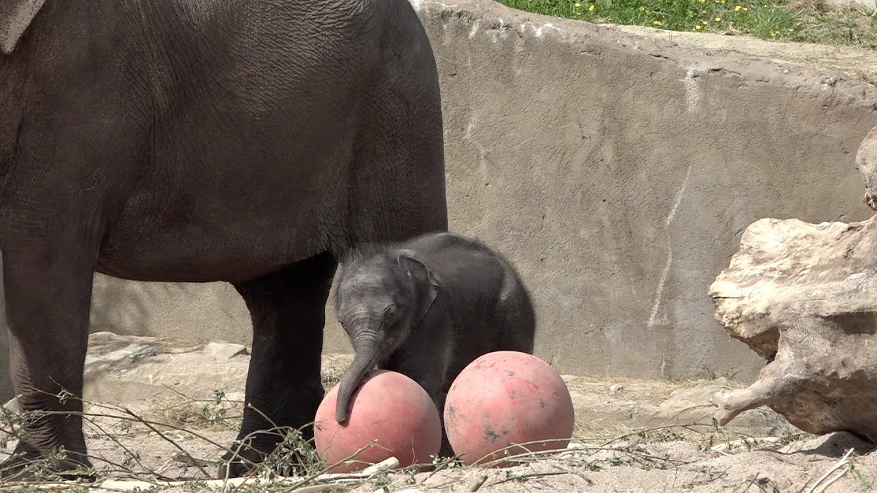 2 weeks old baby elephant trying to figure out what a ball is, but his sister knows better