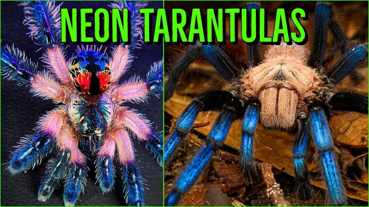 Top 10 COLORFUL Tarantulas - Beautiful Jewel Spiders