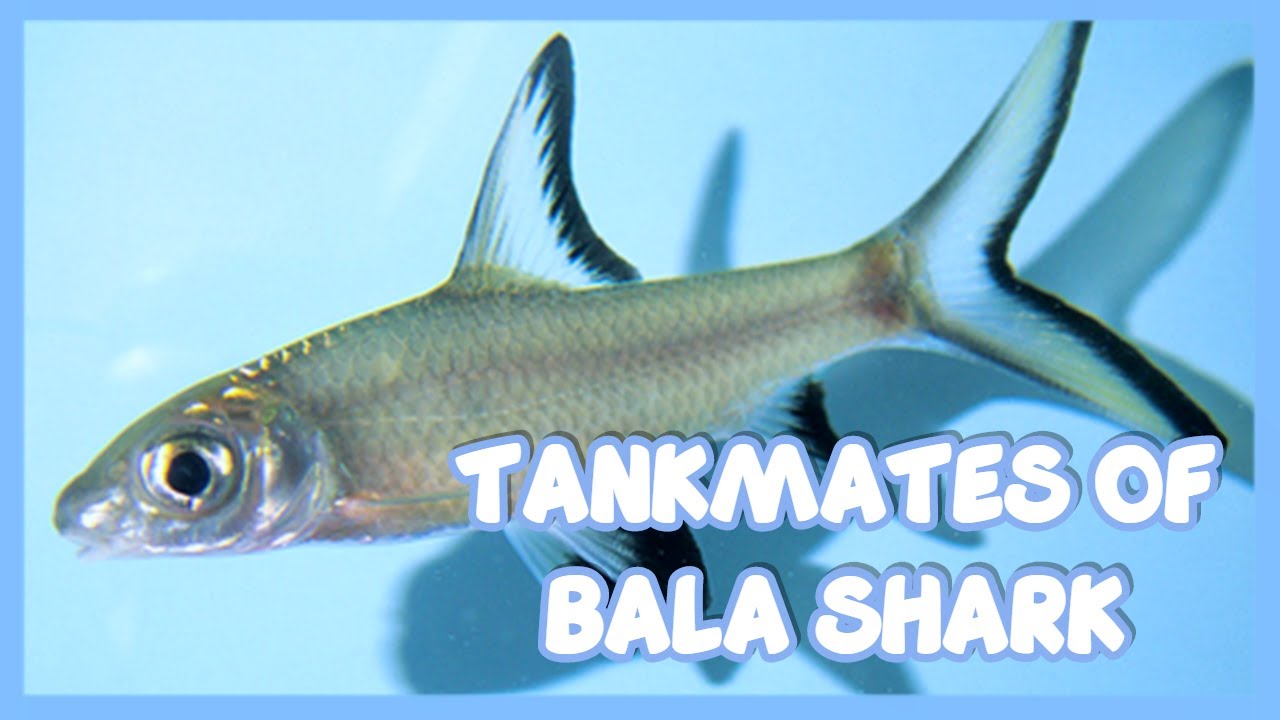 Tankmates of Bala Shark