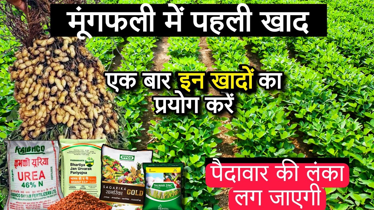 मूंगफली में पहली खाद कौन सी डालें🥜mungfali Ki Kheti🌱Mungfali mein kaun si khad dalen best fertilizer