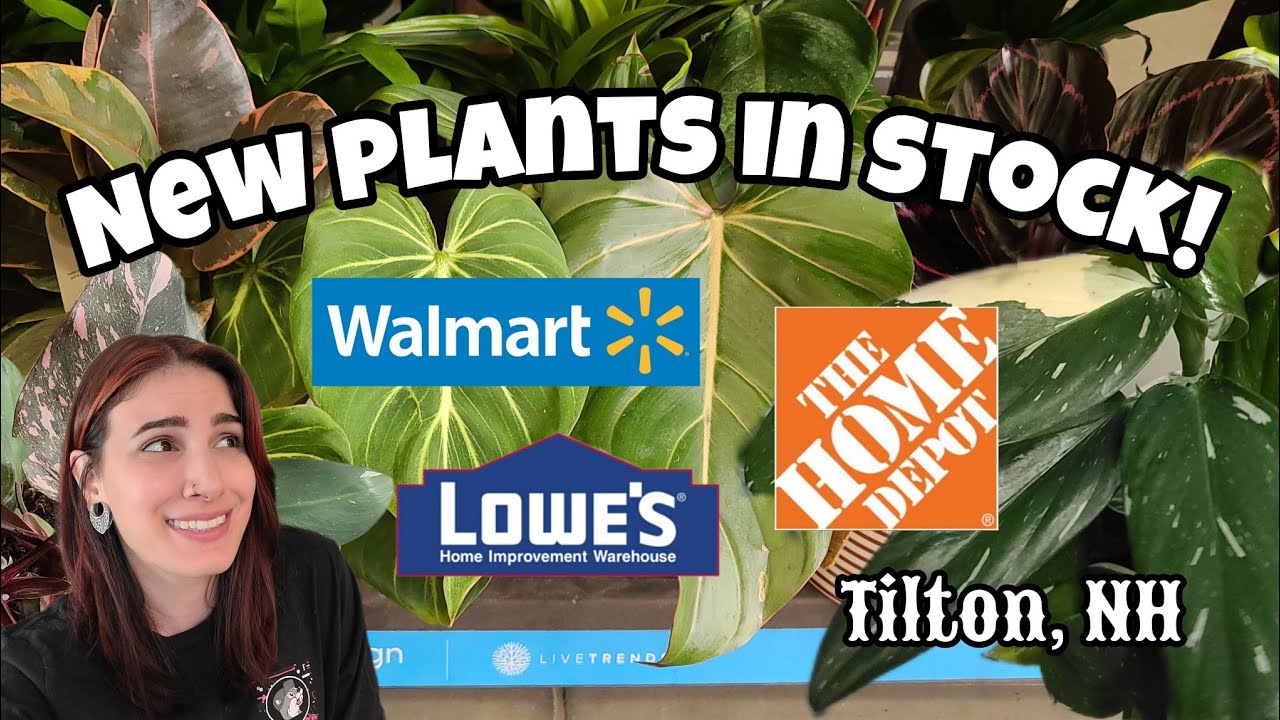 NEW STOCK!! 🌿 Marble Pink Princess, Monstera Standleyana Albo, Philodendron Gloriosum + More!! ✨️