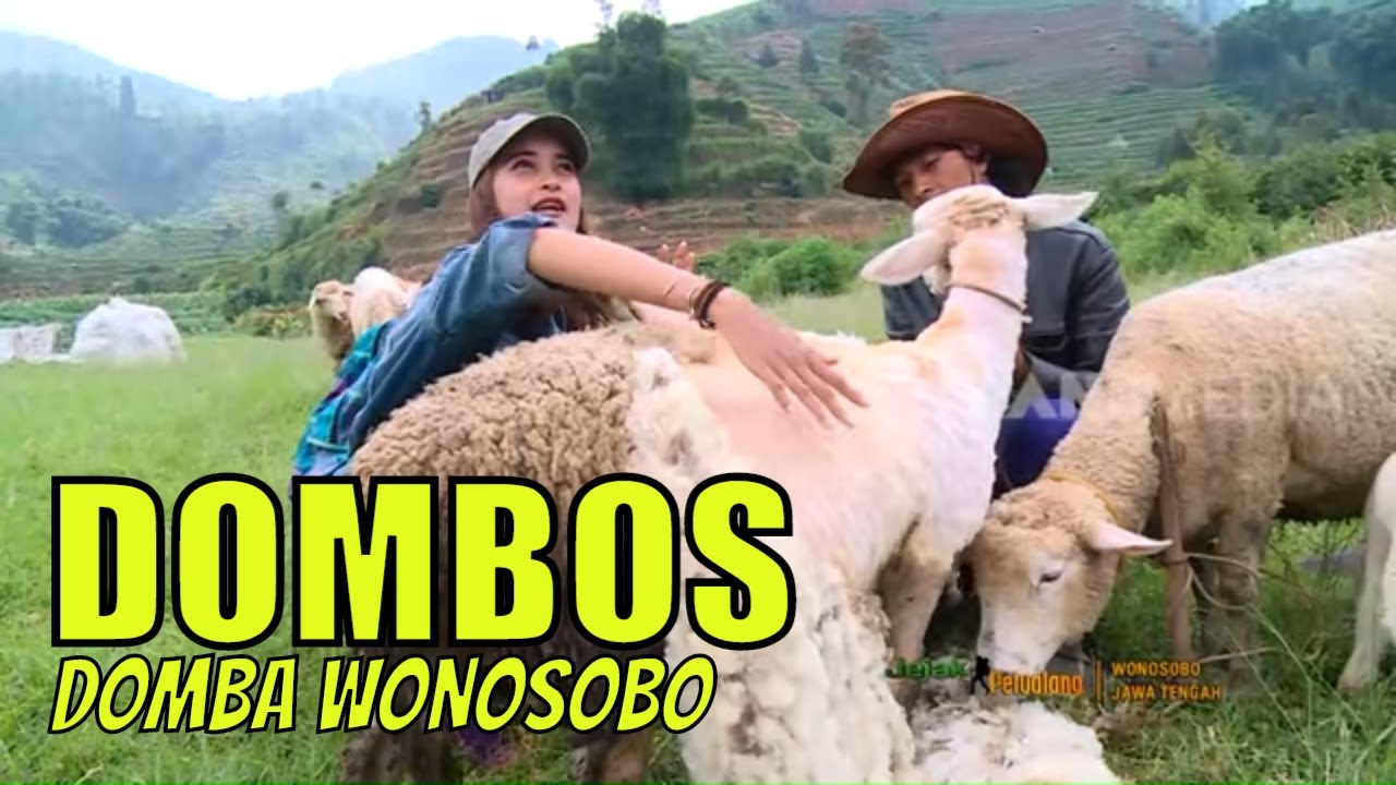 Mengolah Bulu DOMBOS, Domba Wonosobo | JEJAK PETUALANG