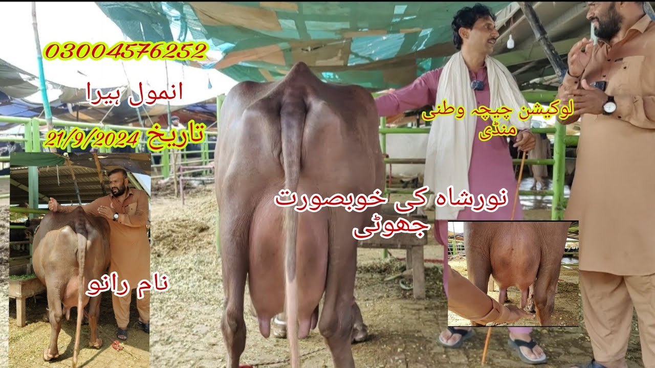 Noor shah ki khubsurat rati buri jhoti for sale Okara Animal TV 21/9/2024 03004576252