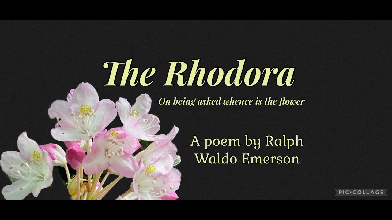 The Rhodora - a poem by Ralph Waldo Emerson