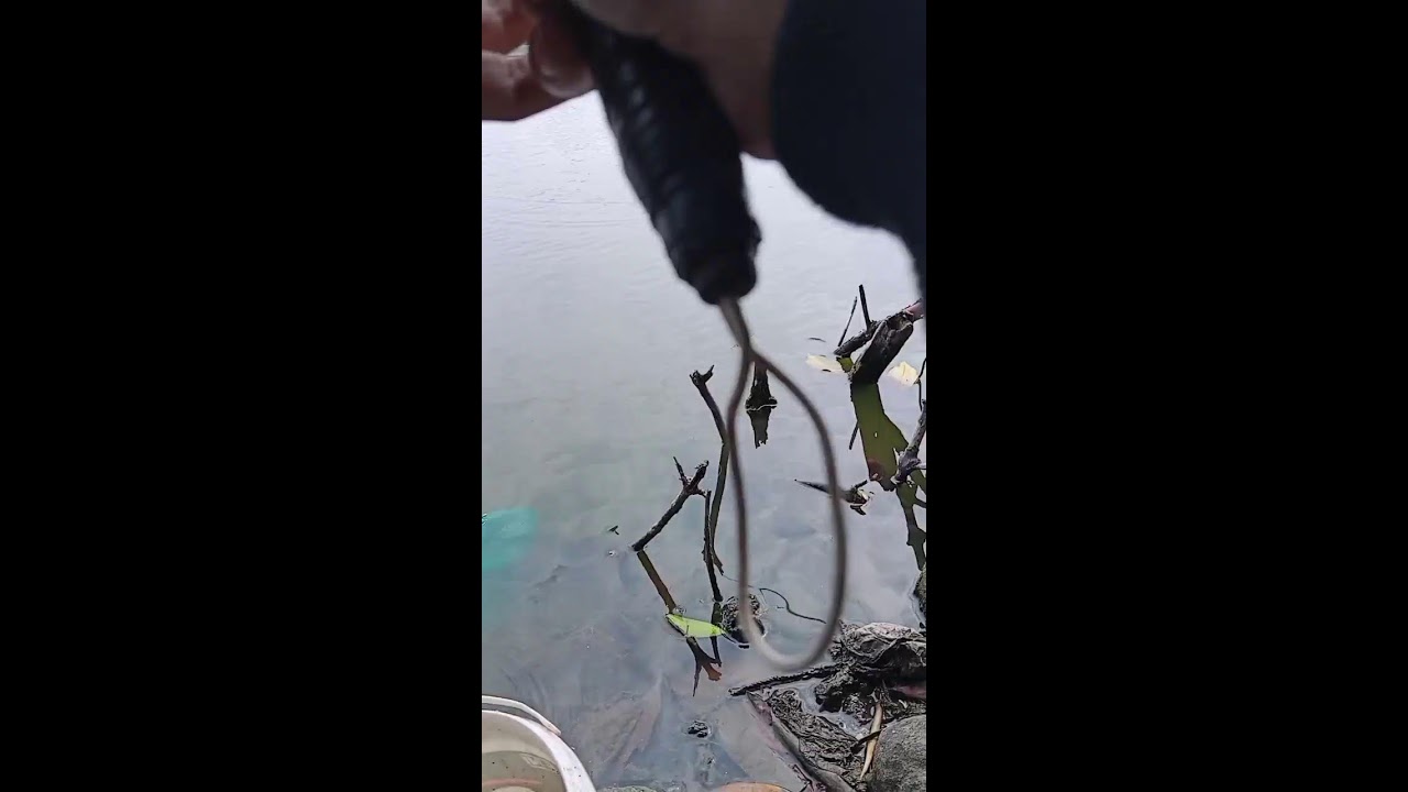 keseruan memancing ikan nila #mancing #fishing