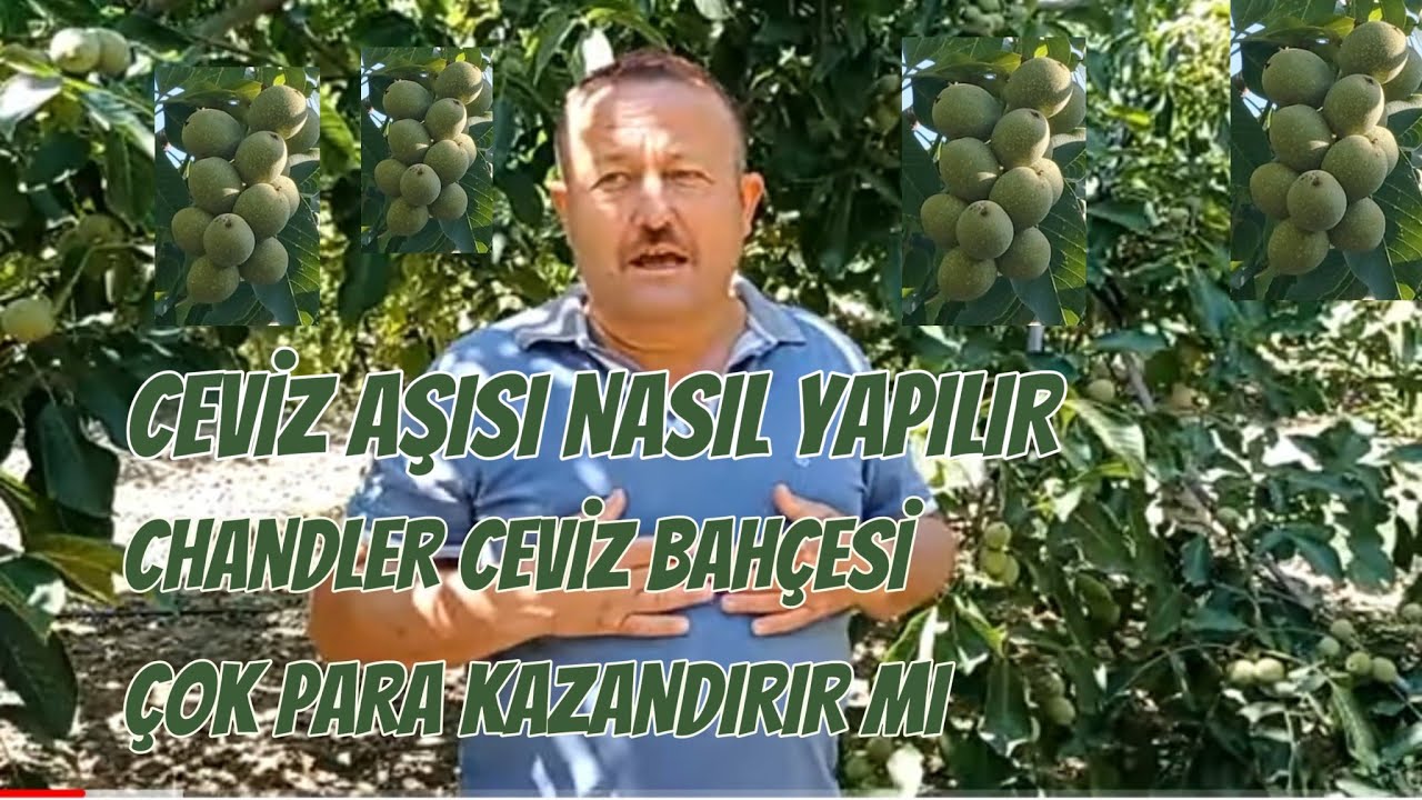 Chandler Cevizi hangi ayda aşı yapılır.Chandler ceviz yetiştiriciliği. #ceviz #tarım #gördes