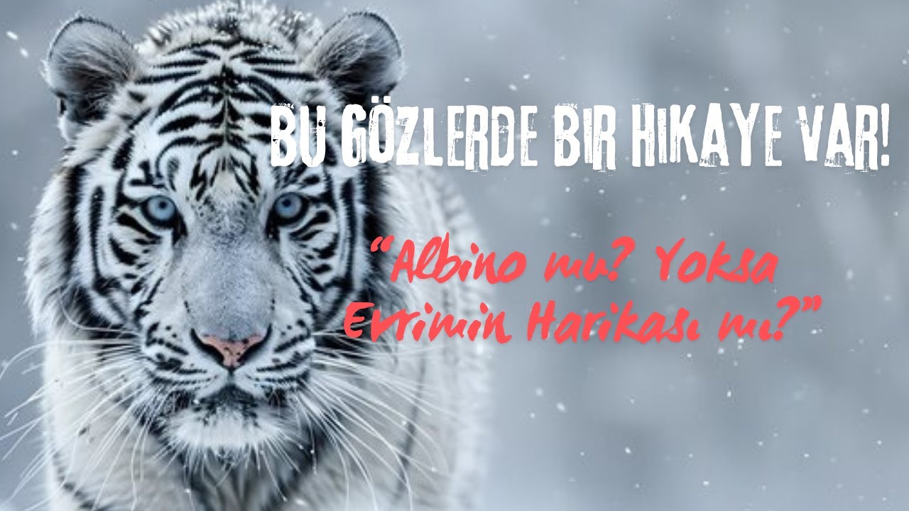 Doğanın En Nadir Canavarı! : Beyaz Kaplanlar