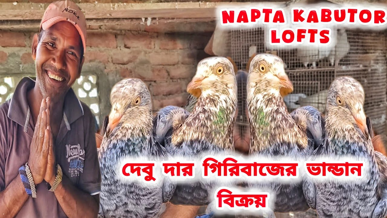 দেবু দার সস্তার গিরিবাজ পায়রা। ALL GIRIBAJ KABUTOR SALE।@pigeonsloverrj9600 