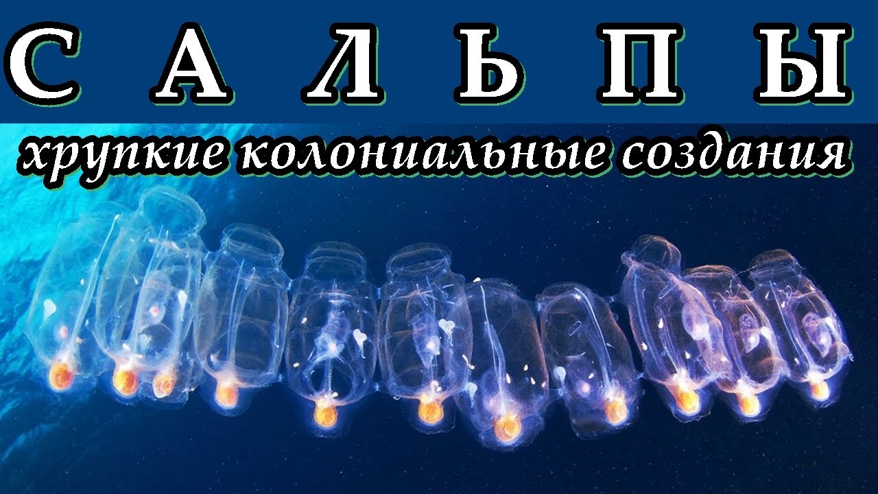 САЛЬПЫ - Хрупкие колониальные создания