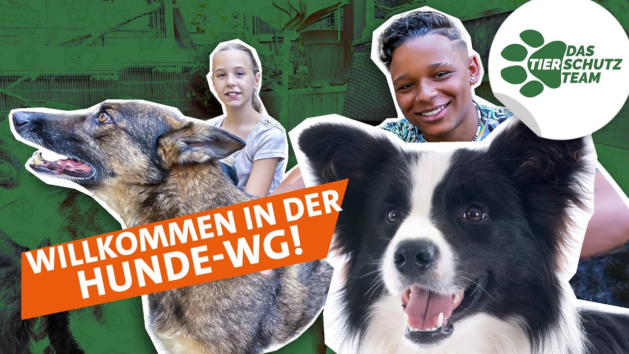 Hilfe für Hunde | Das Tierschutzteam