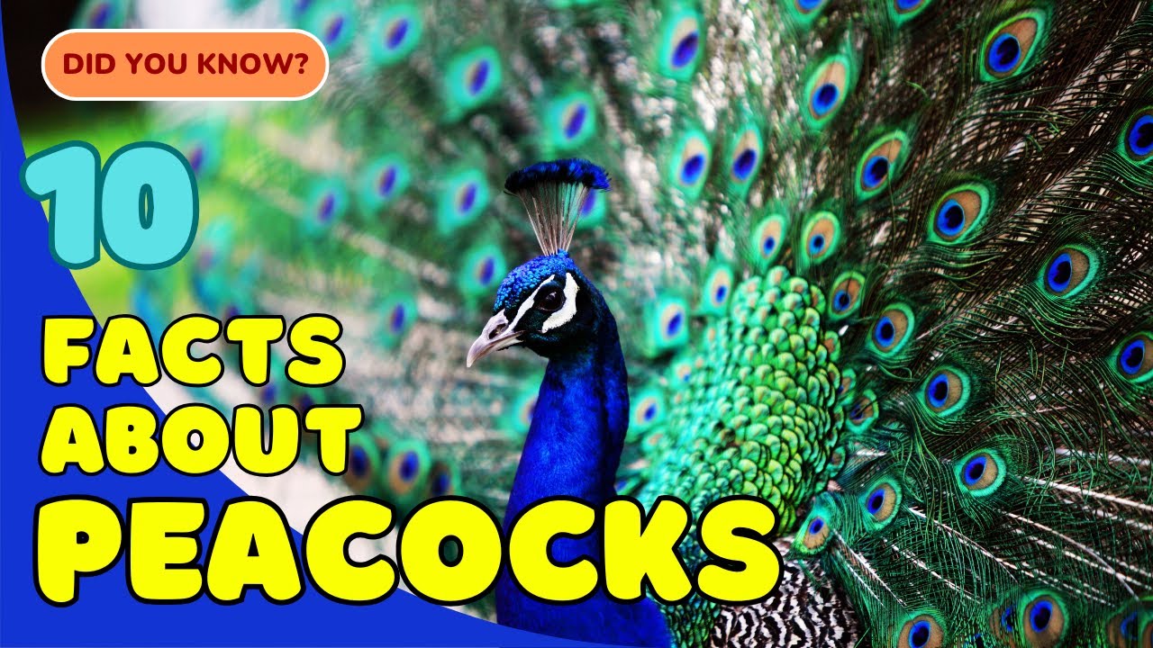 10 Stunning Facts About Peacocks You Didn&rsquo;t Know! 🦚
