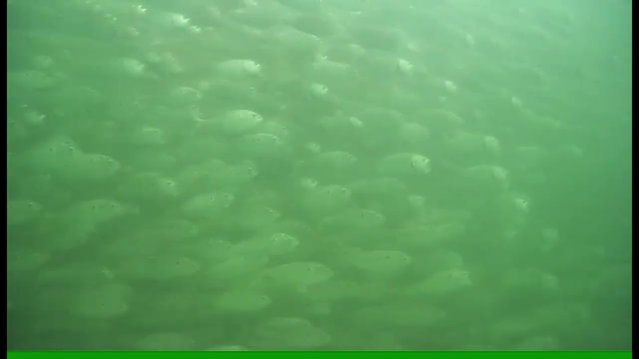 School of fish in Packery Channel