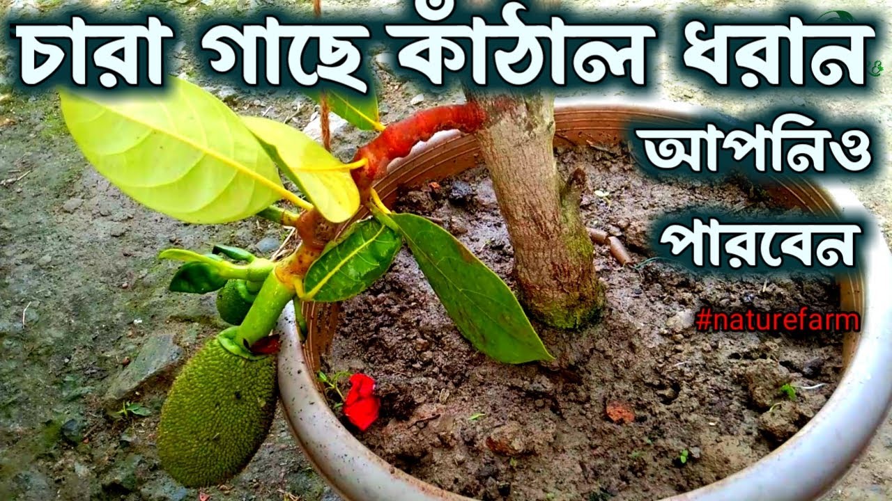 Jackfruit tree grafting technique (100% result) // কাঁঠাল গাছের কলম ||কাঁঠাল গাছে ফল ধরানোর উপায়