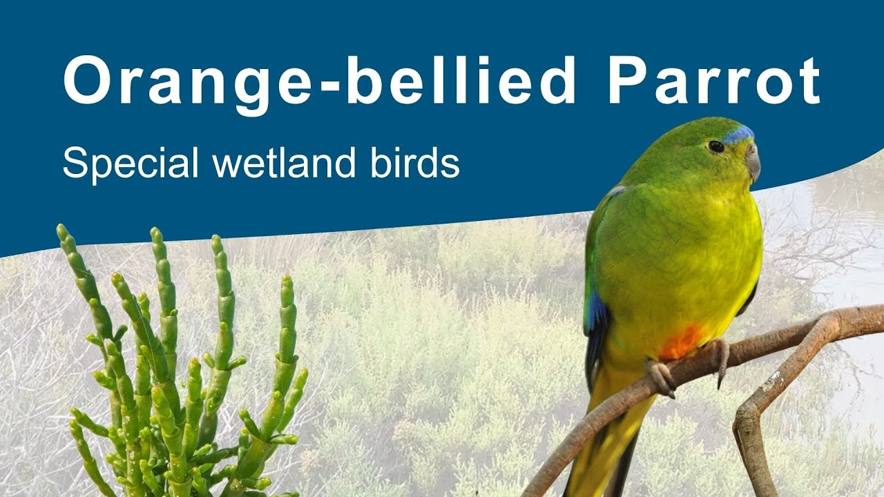 Orange-bellied Parrot: a special wetland bird