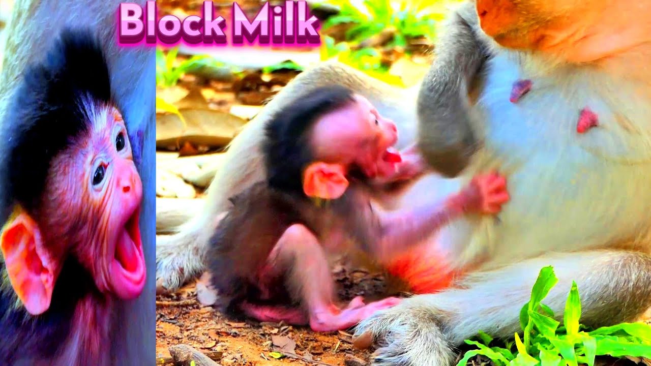 No Good Way! How To Stop Milk For Newborn When So Thirsty...! Primate Kh