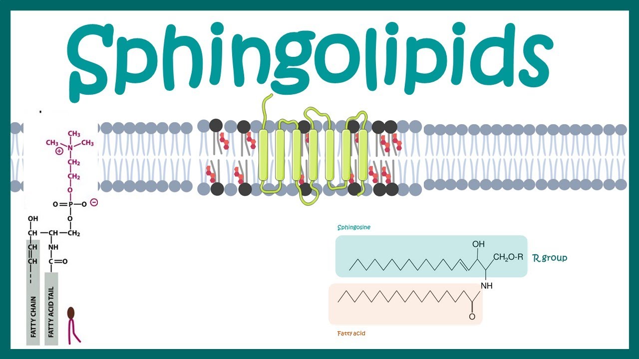 Sphingolipids || Chemical structure , biogenesis and function