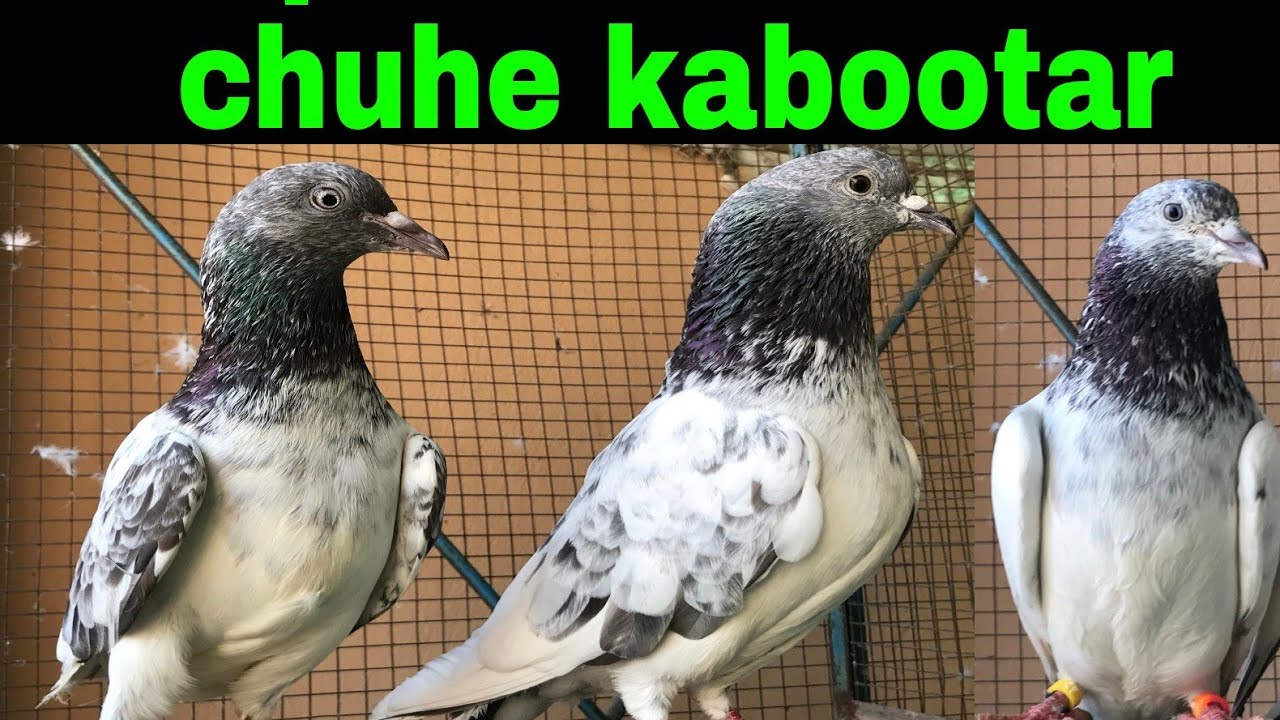 Pure Sialkoti — это место, куда можно пойти и развлечься.